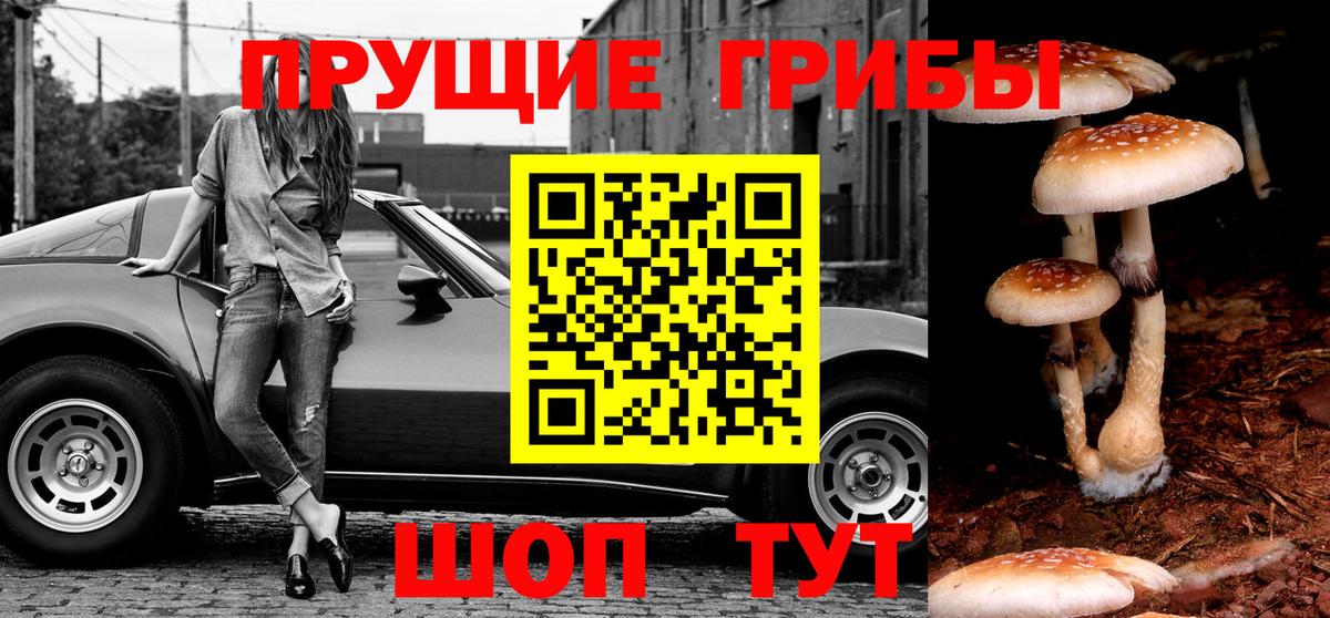 Галлюциногенные грибы Psilocybe Гай